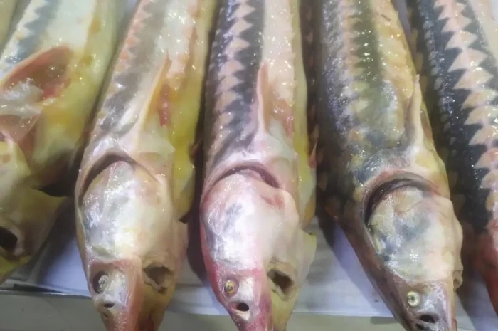 Продам осётр черноморский- фото № 1