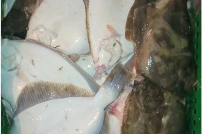 Продам осётр черноморский- фото № 2