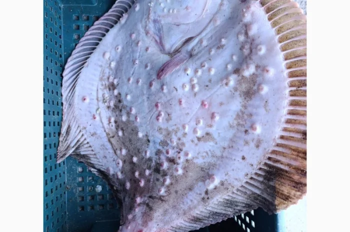 Продам осётр черноморский- фото № 3