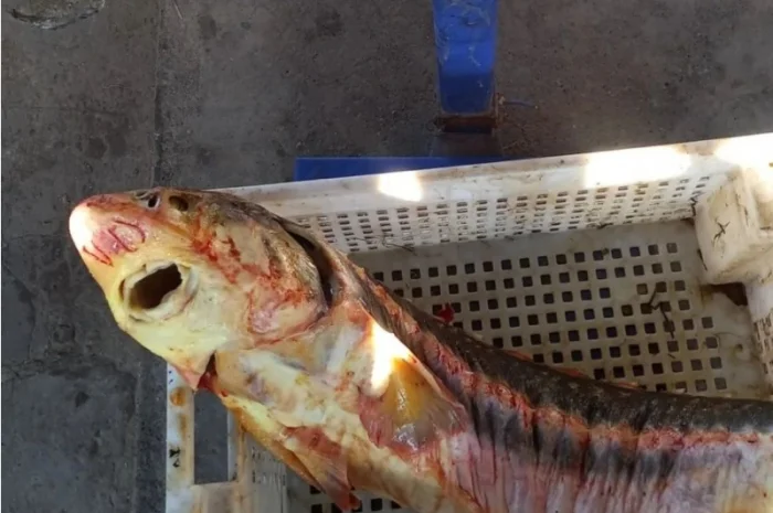 Продам осётр черноморский- фото № 4