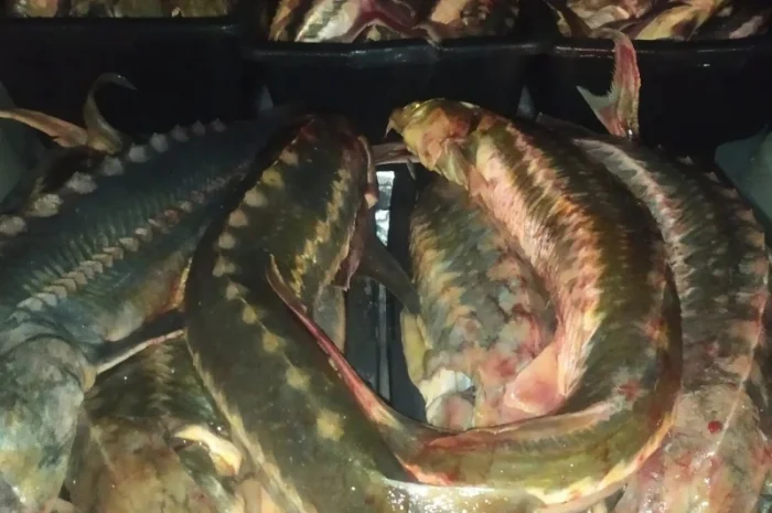 Продам осётр черноморский- фото № 5