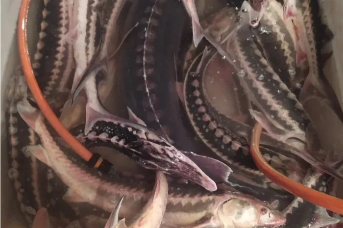 Продам осётр черноморский- фото № 6