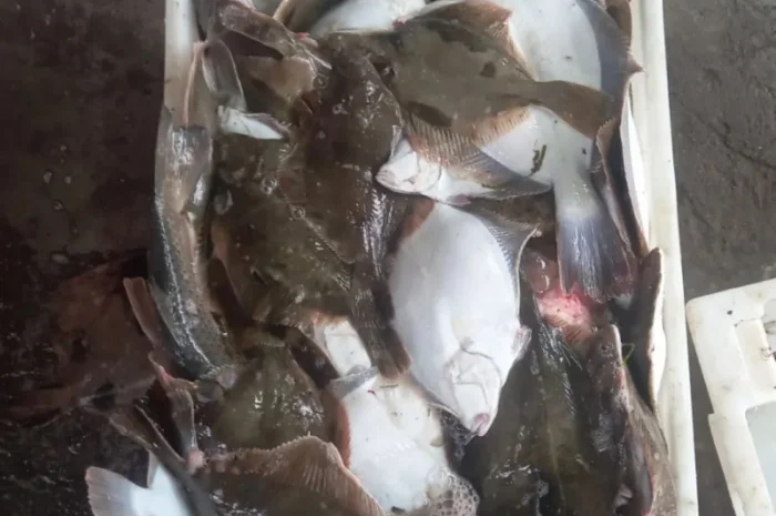 Продам осётр черноморский- фото № 7