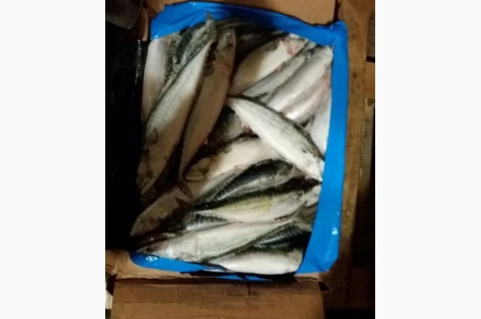 Продаём хек, селёдку, скумбрию и тд- фото № 6