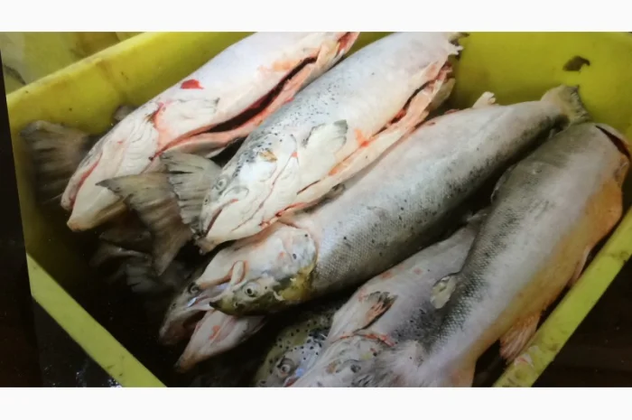Рыба свежемороженная- фото № 15