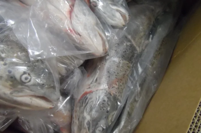 Рыба свежемороженная- фото № 14