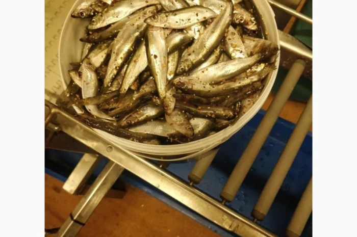 Рыба свежемороженная- фото № 6