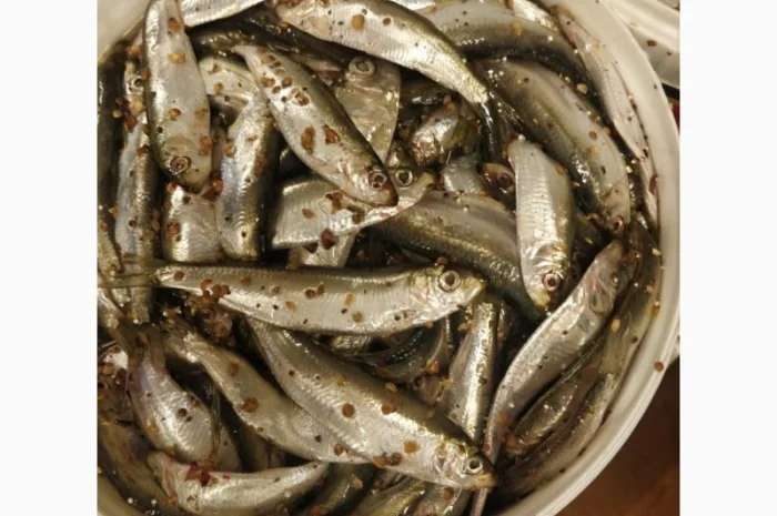 Рыба свежемороженная- фото № 5