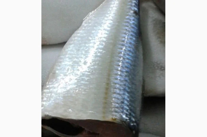 Марокканская сардина, сардинелла- фото № 1