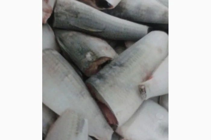 Марокканская сардина, сардинелла- фото № 2