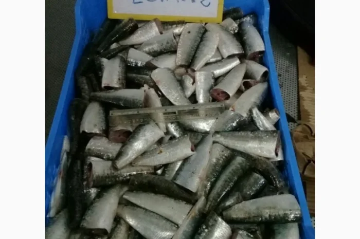 Марокканская сардина, сардинелла- фото № 3