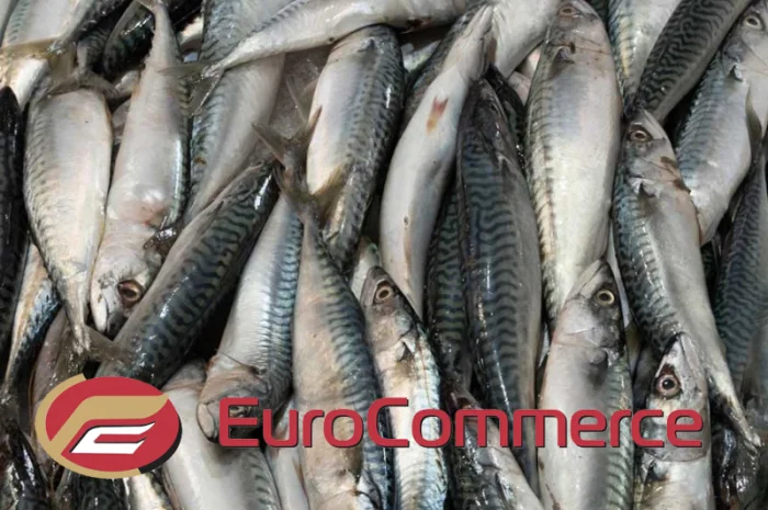 Скумбрія Атлантична оптом. Власний імпорт- фото № 1