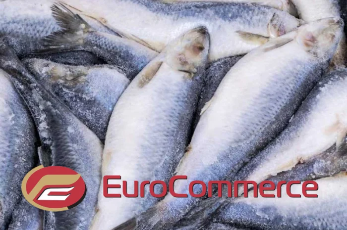 Оселедець Атлантична оптом. Власний імпорт- фото № 1
