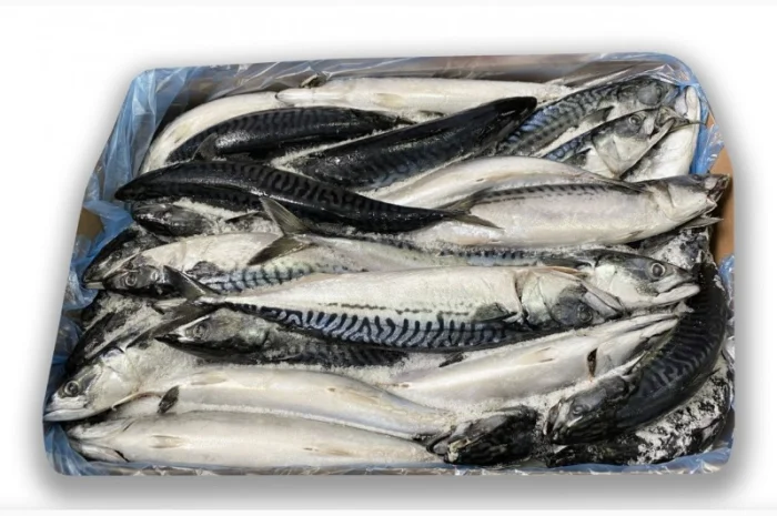 Морожена риба оптом. Власний імпорт: скумбрія, хек, аргентина, оселедець, лосось, мойва- фото № 1