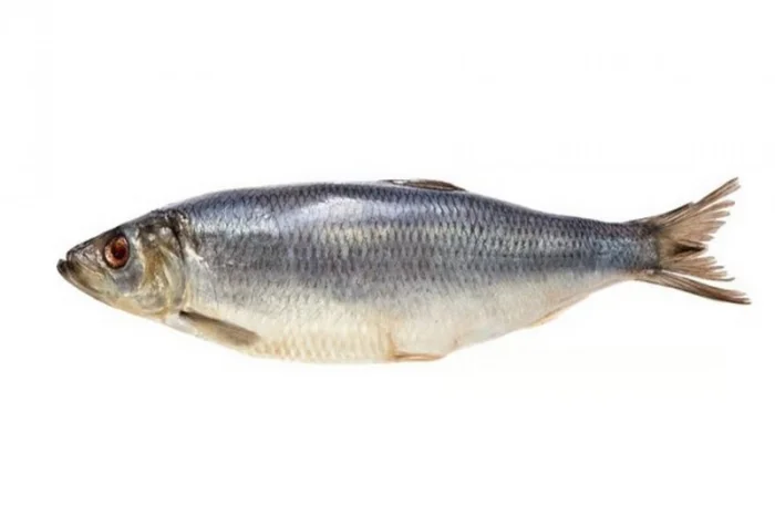 Морожена риба оптом. Власний імпорт: скумбрія, хек, аргентина, оселедець, лосось, мойва- фото № 3