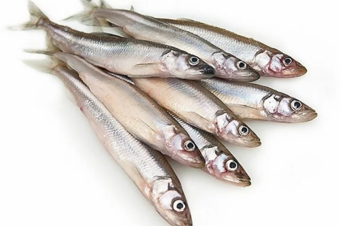 Морожена риба оптом. Власний імпорт: скумбрія, хек, аргентина, оселедець, лосось, мойва- фото № 5