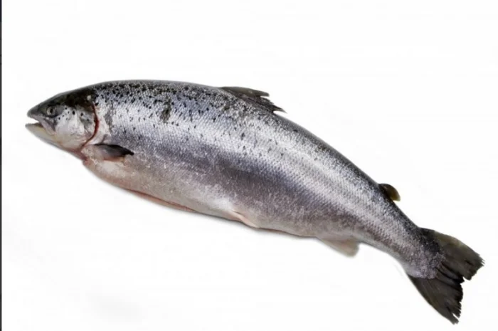 Морожена риба оптом. Власний імпорт: скумбрія, хек, аргентина, оселедець, лосось, мойва- фото № 6