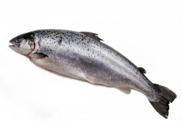 Лосось оптом. Власний імпорт- фото № 1