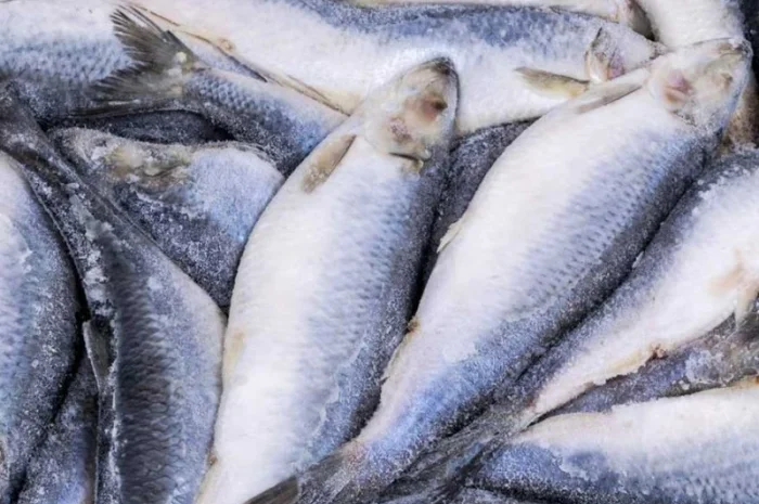 Оселедець Атлантична оптом. Власний імпорт- фото № 1