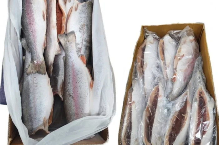 Продаємо оптом Скумбрія Хек Кальма морозива- фото № 1