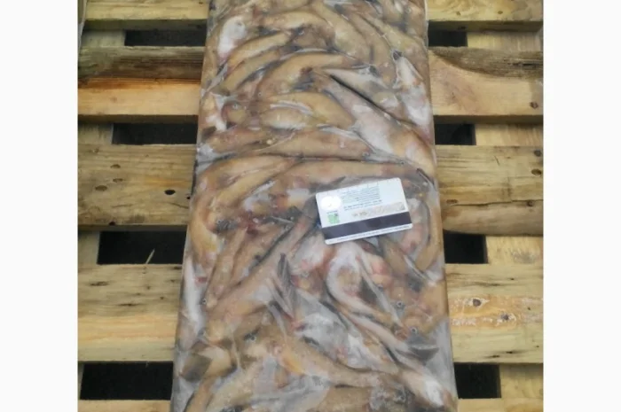 Азовский бычок, хамса, тюлька оптом- фото № 1