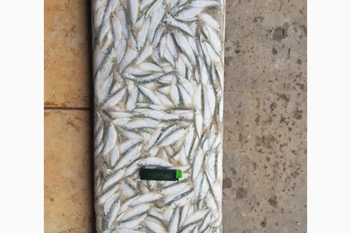 Азовский бычок, хамса, тюлька оптом- фото № 2