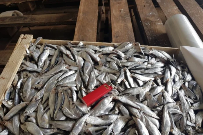 Азовский бычок, хамса, тюлька оптом- фото № 3