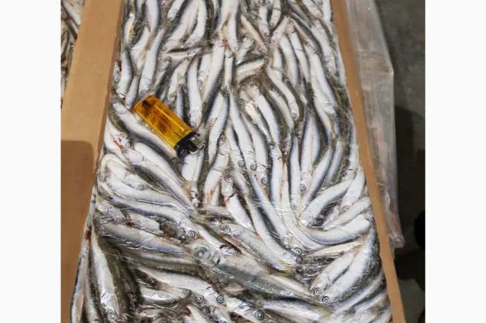 Азовский бычок, хамса, тюлька оптом- фото № 4