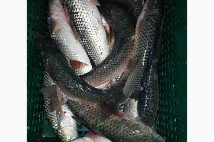 Пеленгас азовский оптом- фото № 1