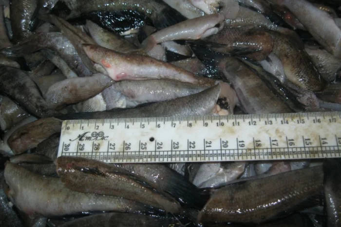 Бычок, тушка бычка обесшкуренная и на шкуре- фото № 2