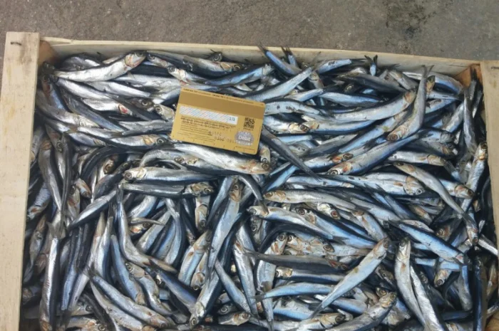 Хамса, тюлька азовская оптом- фото № 2
