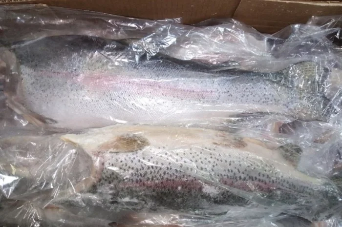 Форель морская 0.9-1, 8 кг. потрошеная- фото № 1