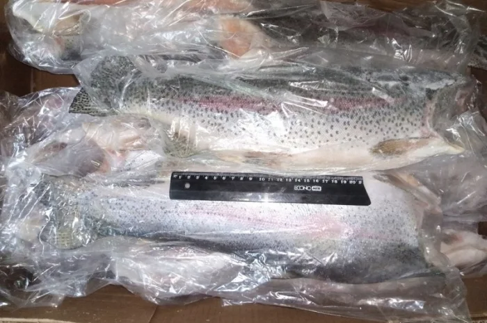 Форель морская 0.9-1, 8 кг. потрошеная- фото № 2