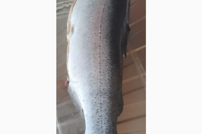 Продам Форель б/г, с/м- фото № 2