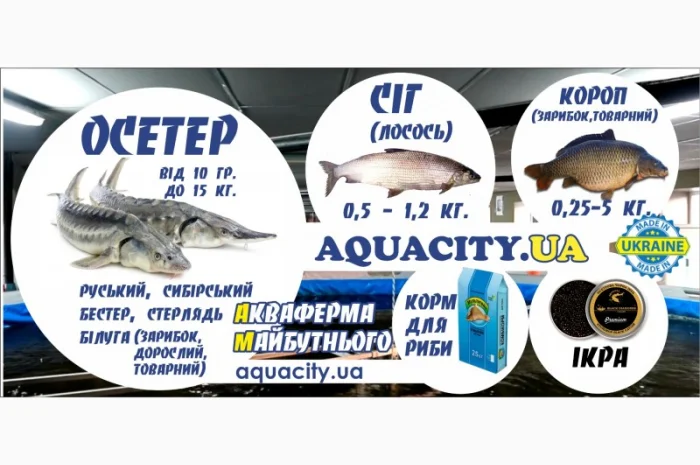 Осетер, форель, короп, чорна ікра, ікра форлі- фото № 1