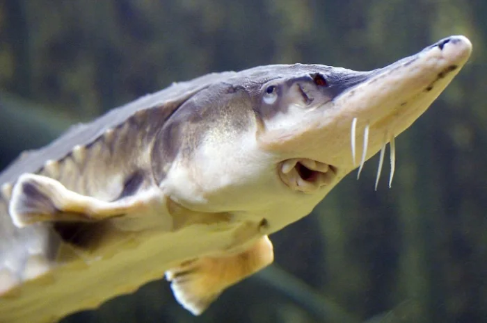 Стерлядь на оптовую продажу- фото № 1