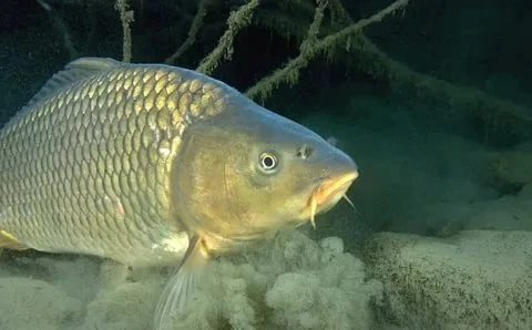 Карп, карась и амур для ваших водоемов- фото № 1