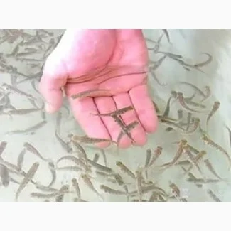 Личинка Судака- фото № 1