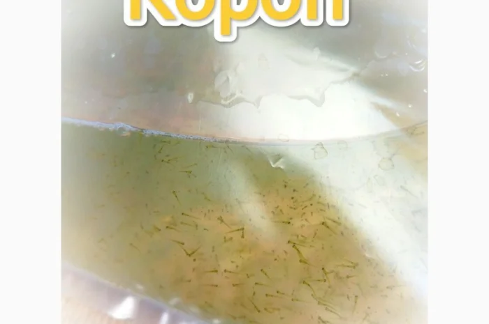 Личинка Коропа.Киев- фото № 1