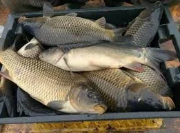 Продам живу рибу:Судак, форель, короп- фото № 2