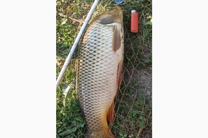 Продам живу рибу однорічку двох річку- фото № 1