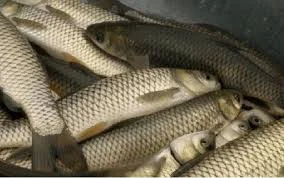 Пропонуємо живу рибу, товарна і для спортивної риболовлі- фото № 1