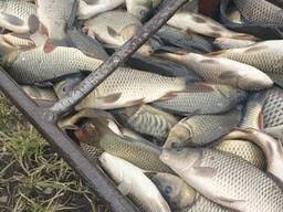 Пропонуємо живу рибу, товарна і для спортивної риболовлі- фото № 2