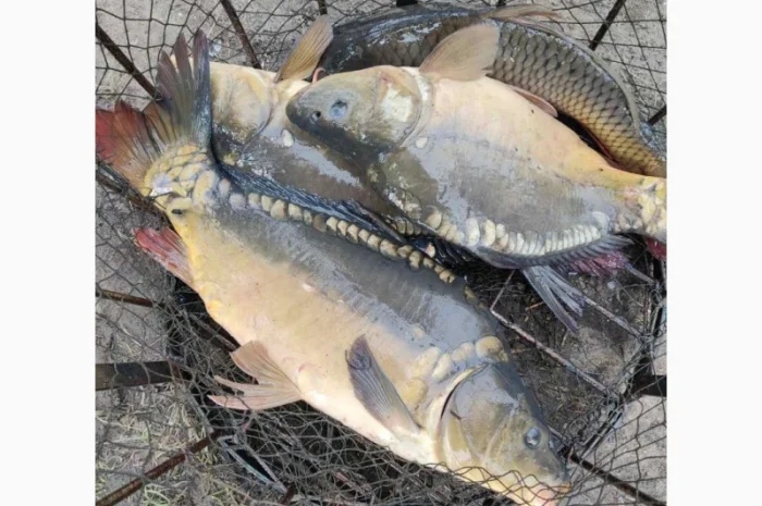 Пропонуємо живу рибу різних розмірів- фото № 1