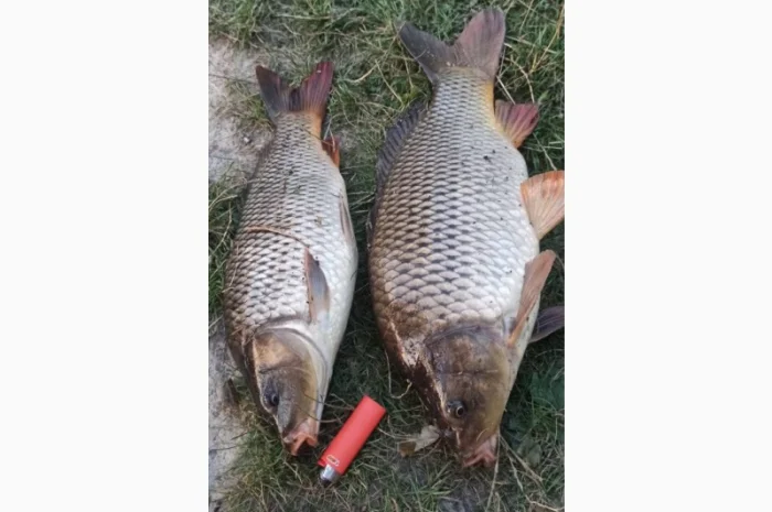 Продам живу рибу- фото № 1