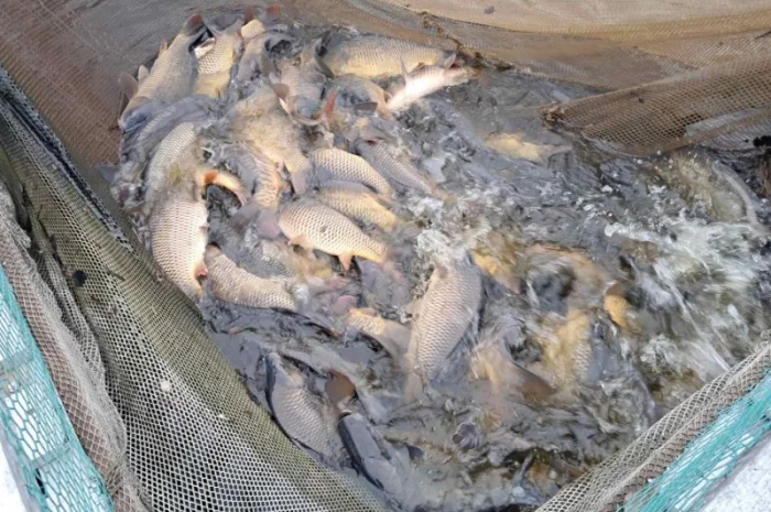 Жива риба ОПТ Карась, Короп, Амур, Товстолоб, Сом- фото № 1