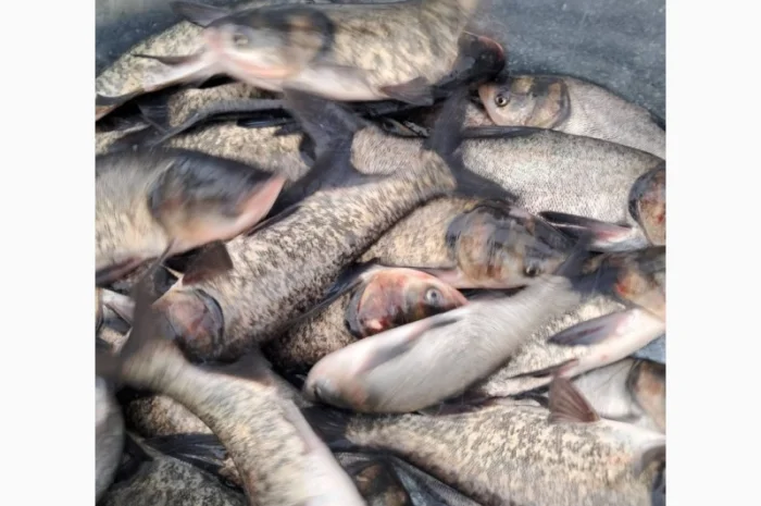 Живая рыба ОПТ Зарибок Карась- фото № 10