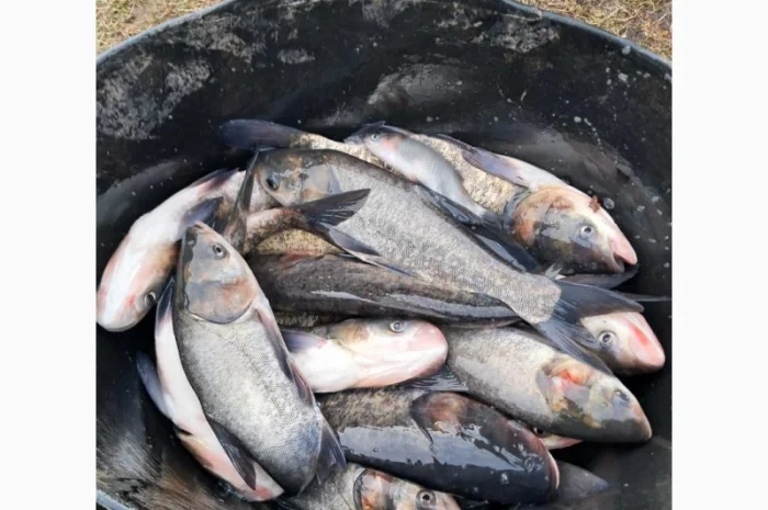 Живая рыба ОПТ Зарибок Карась- фото № 11