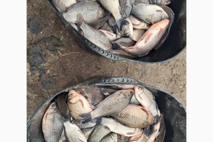 Жива риба ОПТ Карась, Короп, Амур, Товстолоб, Сом- фото № 2