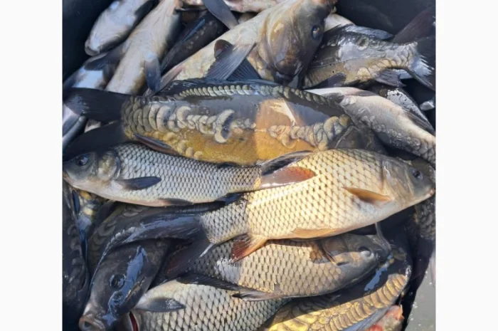 Живая рыба ОПТ Зарибок Карась- фото № 1